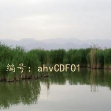̫